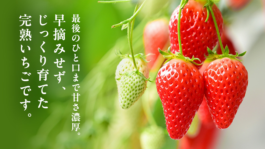 【 2026年1月上旬発送開始 】 完熟 やよいひめ 260g×4パック 国産 いちご イチゴ 苺 果物 フルーツ 茨城県産 [BC007sa]