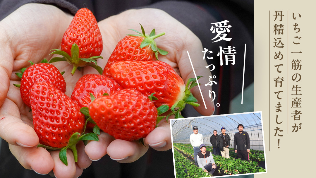 【 2026年1月上旬発送開始 】 完熟 かおり野 260g×2P 国産 いちご イチゴ 苺 果物 フルーツ 茨城県産 KEK 果物 フルーツ [BC024sa]