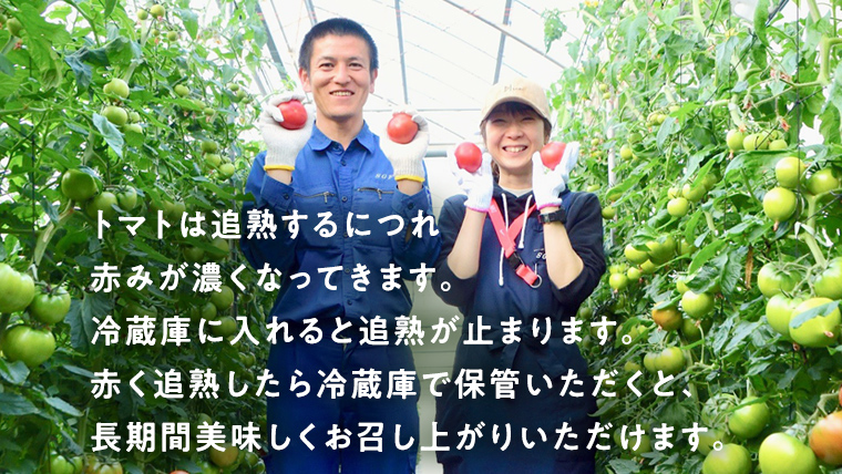 【訳あり】 糖度7度以上！フルーツトマト 大箱 約2.6kg × 1箱 （20～35玉/1箱） 2026年3月から発送開始 トマト とまと ブランドトマト 野菜[BC040sa]