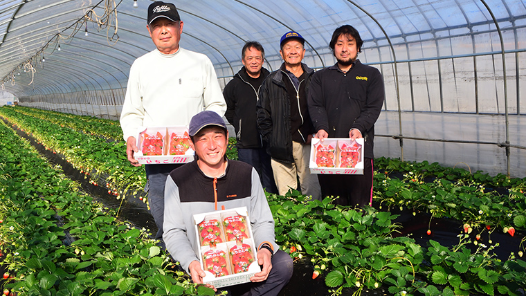 【12/17までの申込で年内にお届け！】 完熟いちご 約260g×4パック 品種おまかせ 年内お届け 国産 いちご イチゴ 苺 [BC090sa]