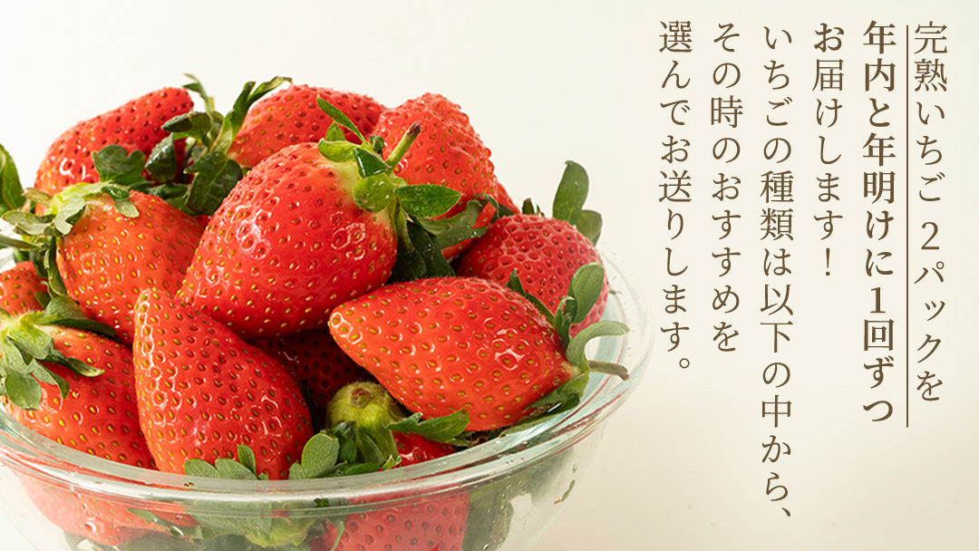 【2ヵ月連続】 採れたて完熟いちご 定期便（260g×2パック×2回／12月・1月お届け） かおり野 とちおとめ やよいひめ 国産 イチゴ 苺 [BC092sa]