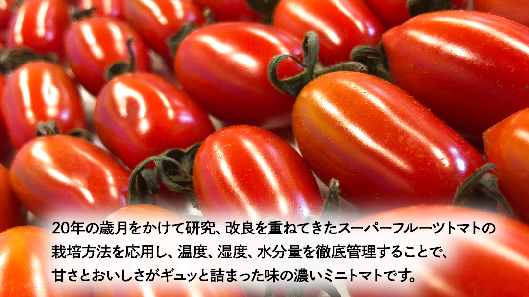 【母の日専用】 スーパーフルーツミニトマト 小箱 約1kg ×1箱 《5月4日～10日お届け メッセージカード付》 ミニトマト フルーツトマト ブランドトマト 野菜 母の日 ギフト 贈り物 プレゼント 感謝 記念日 [BC097sa]