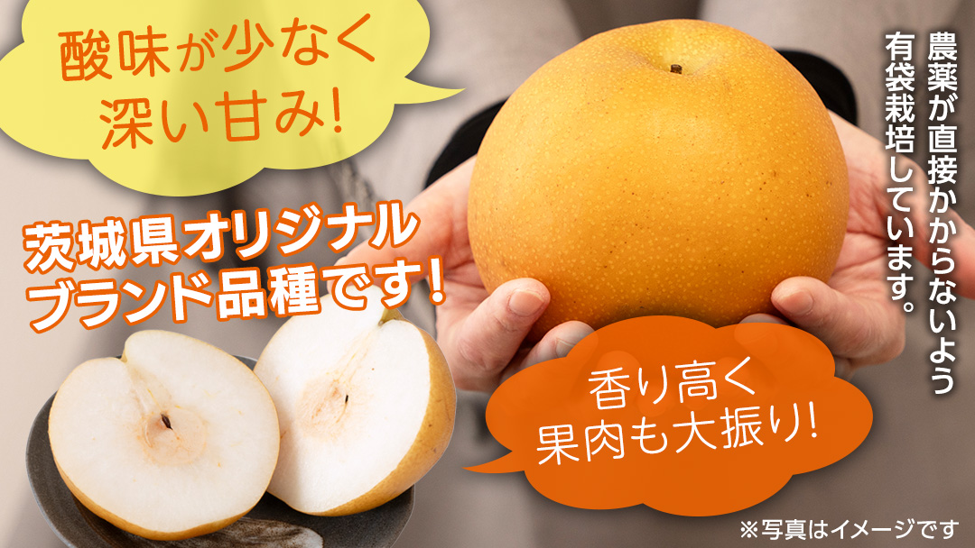 恵水梨 約3kg 4玉～6玉 (茨城県共通返礼品:城里町) 2026年 梨 なし 和梨 フルーツ 甘い オリジナル 大玉 直送 茨城 限定 [CO004sa]