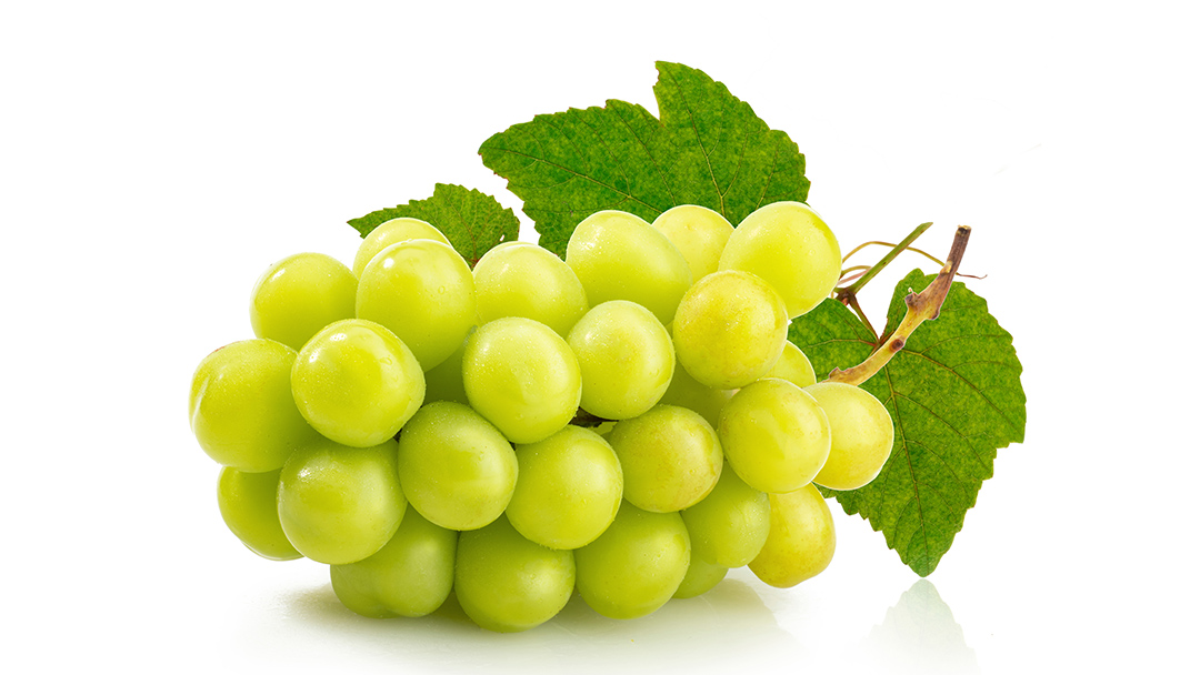 【2024年9月下旬から発送開始】3色 シャインマスカット食べ比べ (茨城県共通返礼品 城里町) ブドウ シャインマスカット フルーツ 食べ比べ 限定 茨城 直送 ギフト [CO010sa]