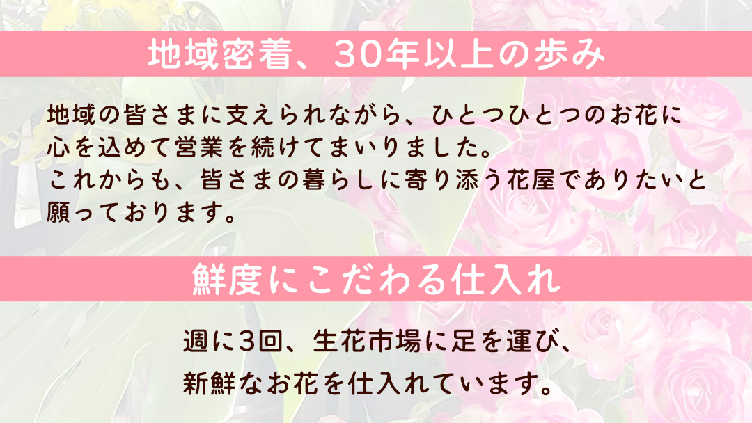 胡蝶蘭 2本立ち 24輪前後 プロが選んでお届け 胡蝶蘭 フラワーギフト お祝い 誕生日 鉢植え 花 贈り物 ギフト 蘭 ラン [CY001sa]