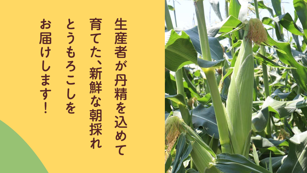 朝採れ とうもろこし 10本 ～ 12本 約4kg 2Lサイズ以上  ( 2025年6月下旬から発送開始 )  茨城県 桜川市産 農家直送 朝採り 新鮮 甘い 野菜 おおもの ゴールドラッシュ ゴールドラッシュネオ ゴールデンタイム サニーショコラ  JGAP [DD001sa]