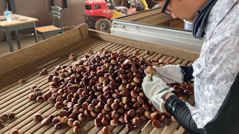 【2025年9月上旬発送開始】鶴沼 の 栗 2kg (茨城県共通返礼品／石岡市) 和栗 国産栗 くり 栗 生栗 オーガニック肥料 果じゅまる園 先行予約[DQ002sa]