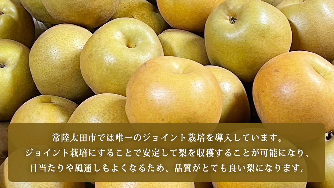 【2026年9月上旬発送開始】 茨城県 オリジナル 幻の 高級梨 『 恵水 』 約 3㎏ 5玉 ～ 7玉 【茨城県共通返礼品／常陸太田市】 桧山果樹園 [DU007sa]