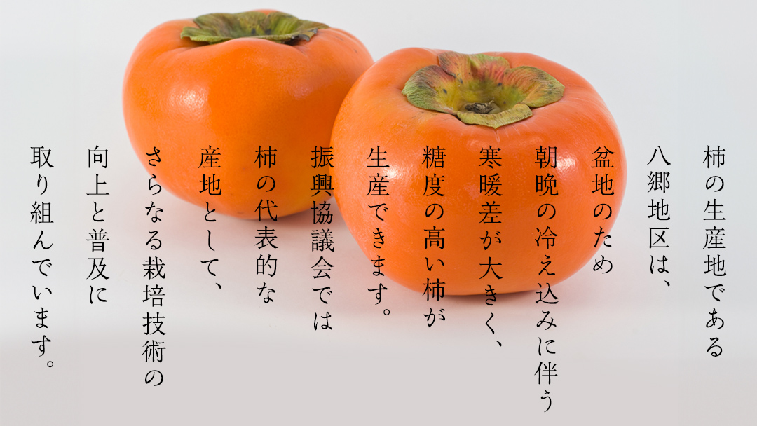 献上柿の郷 富有柿 16玉 ( Lサイズ 16玉 × 1箱 ) ( 茨城県共通返礼品 石岡市 ) 2025年11月中旬発送開始 数量限定 果物 くだもの フルーツ 柿 [EZ001sa]