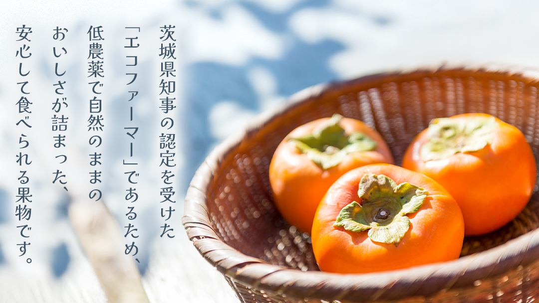 富有柿 12～16玉（茨城県共通返礼品：かすみがうら市） 【2026年11月中旬発送開始】 柿 かき 富有カキ ( 1箱 ) 果物 フルーツ くだもの カキ 富有かき 秋 旬 発送 産地直送 農家直送 産直 茨城県 [FF003sa]