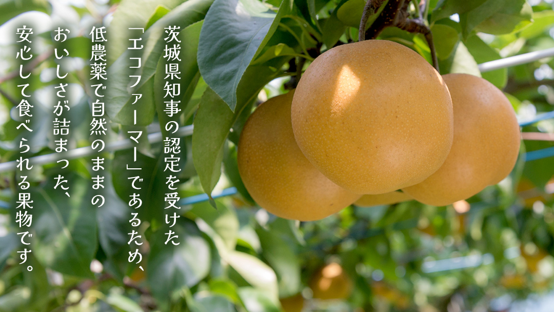 豊水 約5kg（茨城県共通返礼品：かすみがうら市） 【2026年9月上旬発送開始】 梨 数量限定 なし ナシ フルーツ 果物 旬 産地直送 [FF004sa]