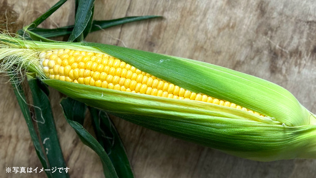【2026年先行予約】桜川市産 とうもろこし 品種おまかせ 約4kg おおもの ゴールドラッシュ おひさまコーン  [FJ001sa]