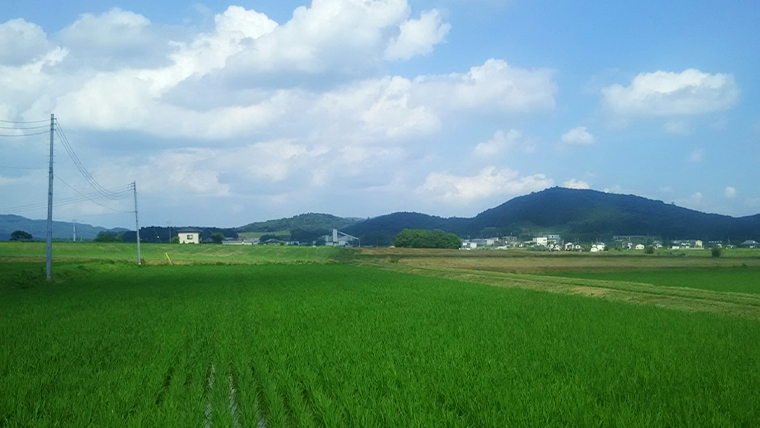 《 3ヶ月 定期便 先行予約 》【生産者支援】《 令和7年産 新米 》　茨城県桜川市産 こしひかり 15kg ( 5kg × 3袋 ) × 3回 茨城県産 桜川 米 お米 白米 コメ ごはん 精米 コシヒカリ 国産 限定 銘柄米 [SC035sa]