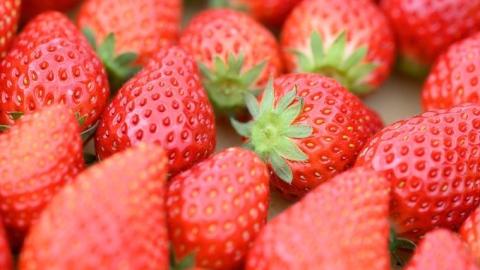 【 2026年 先行予約 】 やよいひめ (4パック)　特大・デラックスサイズ（茨城県共通返礼品／常陸太田市） 2026年1月上旬発送開始 大粒 フルーツ 苺 イチゴ いちご 新鮮 朝採れ 茨城県 桧山FRUITFARM [DY014sa]