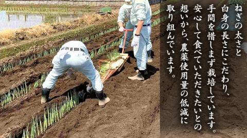 【2024年12月上旬発送開始】桜川市産 長ねぎ 約3kg ねぎ ネギ 野菜 鍋 [EH001sa]