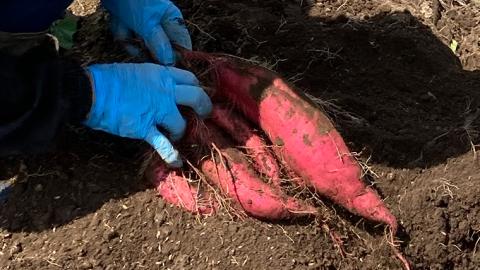 【2025年10月下旬発送開始】桜川産 さつまいも 紅はるか 5kg  茨城県 サツマイモ べにはるか 芋 甘い[SC029sa]