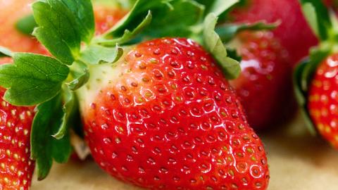 【 2025年1月上旬発送開始 】完熟！ やよいひめ 約280g×2P・とちおとめ 約280g×2P 食べ比べ 国産 いちご イチゴ 苺 果物 フルーツ 茨城県産 KEK [BC008sa]