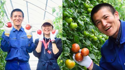 《 2026年収穫分 先行予約 》《 3回 定期便 》 糖度9度以上 スーパーフルーツトマト 大箱 約2.6kg × 1箱 × 3回 フルーツトマト ブランドトマト 野菜 ギフト 贈答 [BC048sa]