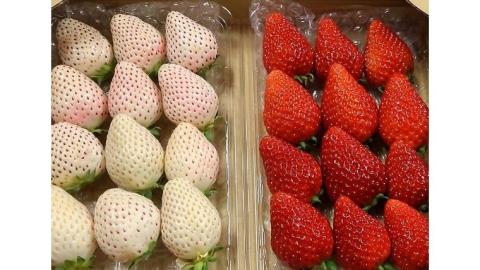 【 2026年 先行予約 】紅白 食べ比べセット いちご（ 4パック × 1箱 ) （茨城県共通返礼品／常陸太田市） 2026年1月上旬発送開始 フルーツ 苺 イチゴ いちご 新鮮 朝採れ 茨城県 桧山FRUITFARM [DY018sa]