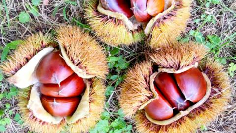 無燻蒸 生栗 2L サイズ 約 3kg 産地直送 久保田果樹園 茨城 栗 くり 季節 秋 旬 直送 [DH021sa]