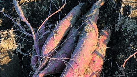 茨城県産 さつまいも 5kg （ シルクスイート ） サツマイモ さつま芋 産地直送 産直 焼き芋 焼いも 芋 いも イモ 野菜 国産 熟成 甘い 桜川市 [BC054sa]