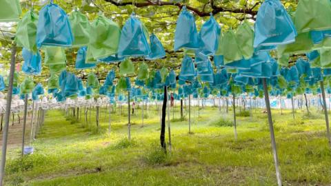 【2025年9月上旬から発送開始 】 シャインマスカット 1.5kg ( 茨城県共通返礼品 石岡市 ) 自宅用 マスカット フルーツ 果物 [DC009sa]