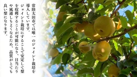 【2026年9月中旬発送開始】 茨城県産 梨 「 秋月 」 約 3kg 5玉 ～ 7玉 【茨城県共通返礼品／常陸太田市】 桧山果樹園 [DU009sa]