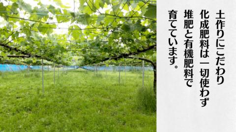 《 種なし 》 シャインマスカット ・ クイーンニーナ ・ ピオーネ 約 1.6kg 各1房 (茨城県共通返礼品 かすみがうら市) 久保田果樹園 産地直送 フルーツ 甘い 直送 茨城 限定 ギフト ぶどう シャインマスカット クイーンニーナ ピオーネ 食べ比べ 詰め合わせ 果物 3種 [DH012sa]