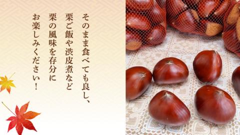 【先行予約】 ポロタン 生栗 3Lサイズ 以上 約3kg （2025年9月中旬発送開始） ぽろたん 茨城県産 産地直送 久保田果樹園 茨城 栗 くり 季節 秋 旬 直送 [DH018sa]