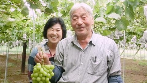 【 2025年9月中旬発送開始 】 おまかせ 種なし葡萄 3種 詰め合わせ 約2kg (茨城県共通返礼品 石岡市） 開田ぶどう園 産地直送 フルーツ 甘い 直送 茨城 限定 ギフト ぶどう シャインマスカット ナガノパープル 果物 [DO010sa]