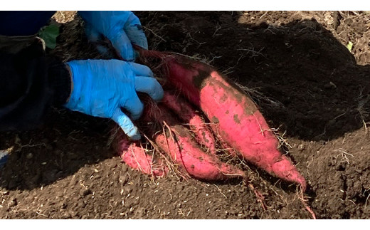 【2026年10月下旬発送開始】桜川産 さつまいも 紅はるか 5kg 茨城県 サツマイモ べにはるか 芋 甘い [SC029sa]