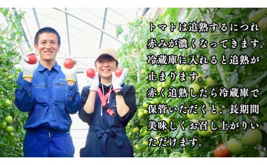 《 2027年 収穫分 》2～6月配送 スーパーフルーツトマト 大箱 約2.6kg × 2箱  (20～35玉/1箱) 糖度9度以上 先行予約 茨城県 桜川市 KEK 国産 トマト フルーツトマト ブランドトマト 野菜 ギフト 贈答 青空レストラン アド街ック天国 グッドモーニング 黄金のワンスプーン 昼めし旅 [BC009sa]
