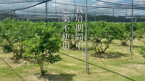 冷凍 ブルーベリー 800g 冷凍ブルーベリー 国産 茨城県産 ベリー 冷凍果実 フルーツ 果物 くだもの 自家製栽培 [AK005sa]