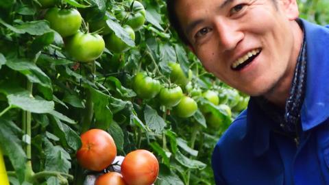 糖度9度以上 トマト 【 2025年収穫分 先行予約 】 スーパーフルーツトマト 大箱 約2.6kg （20?35玉）糖度9度以上 ＆ 新鮮 きゅうり 約20本 野菜セット 2025年2月上旬発送開始 とまと トマト 胡瓜 キュウリ 野菜 サラダ [BC062sa]