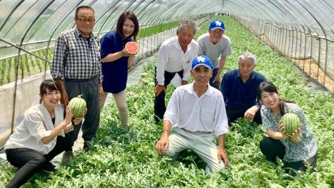 こだまスイカ ピノ・ガール（１玉） 【2026年5月中旬より発送開始】 感動必至！タネが気にならない スイカ 西瓜 小玉スイカ 小玉 果物 くだもの フルーツ 美味しい 茨城 [BC029sa]