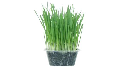 Nyantaste ねこ草ランド栽培セット 3回分×5袋 毛玉ケア 猫用 犬用 ペットフード [BU005sa]