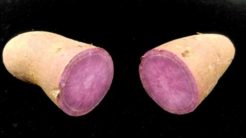 ふくむらさき 約5kg (茨城県共通返礼品／行方市) 2025年11月から発送開始 渋谷農園 さつまいも いも 芋 焼き芋 [DT003sa]