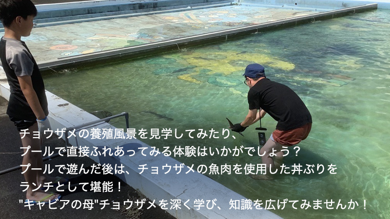 【夏だ!! チョウザメ と プール で遊ぼう】 親子 で ふれあい体験 チケット （チョウザメ漬丼 ランチ 付き）大人2名 小人2名 レジャー アクティビティ 動物ふれあい 夏休み 体験チケット チケット [AI017sa]
