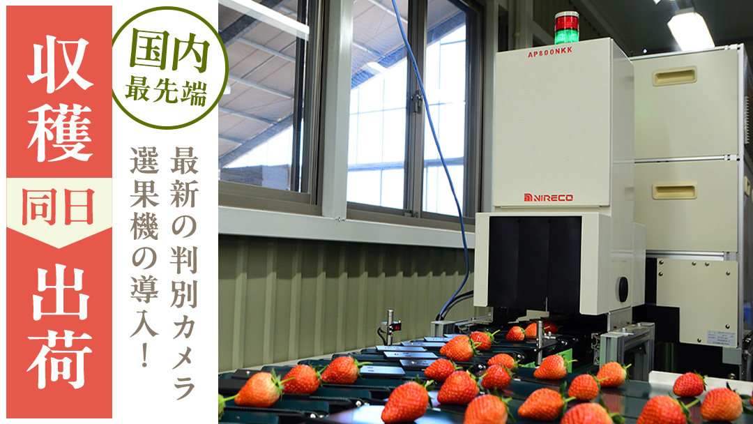 【 2026年1月上旬発送開始 】 完熟 かおり野 260g×4P 国産 いちご イチゴ 苺 果物 フルーツ 茨城県産 KEK 果物 フルーツ [BC032sa]