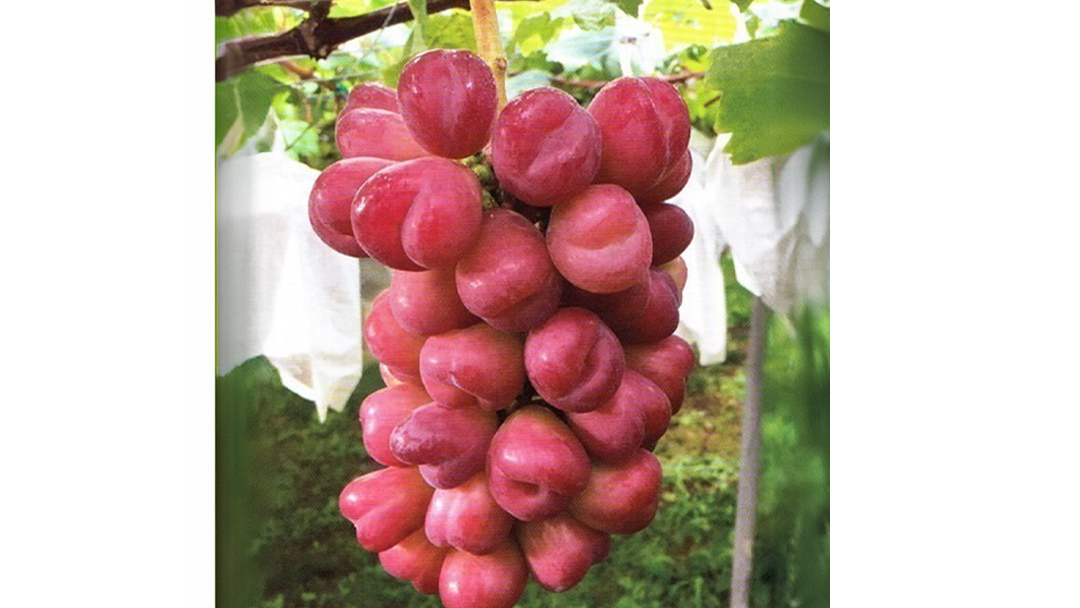 【2024年9月下旬から発送開始】3色 シャインマスカット食べ比べ (茨城県共通返礼品 城里町) ブドウ シャインマスカット フルーツ 食べ比べ 限定 茨城 直送 ギフト [CO010sa]