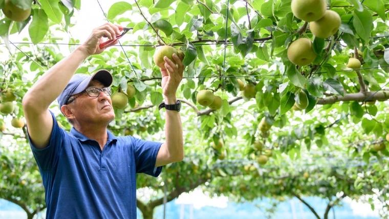 【2025年8月下旬発送開始】 茨城県産 梨 「 豊水 」 約 3kg 6玉 ～ 9玉【茨城県共通返礼品／常陸太田市】 桧山果樹園 [DU003sa]