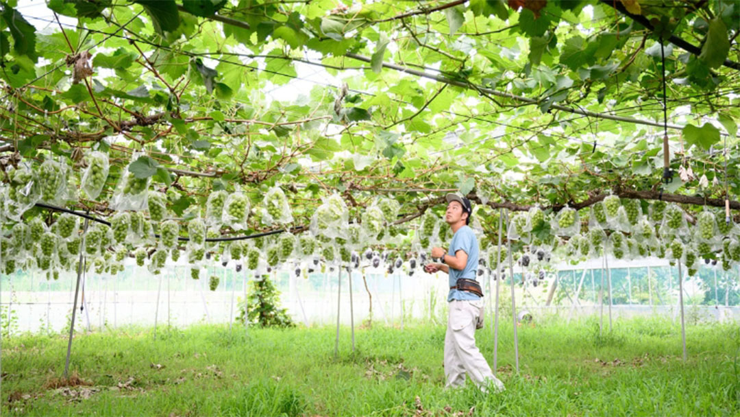 【2026年9月中旬発送開始】 極上 プレミアム シャインマスカット １房 ( １房 1kg 以上) 数量限定 【茨城県共通返礼品／常陸太田市】先行予約 マスカット 特大 贈答用 ギフト プレゼント フルーツ くだもの 果物  果実 ぶどう ブドウ 葡萄 茨城県[DU022sa]