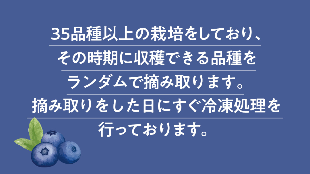 【2025年7月中旬から発送開始】 茨城県産 冷凍 ブルーベリー 合計 1kg (250g×4袋) 多品種 果実 果物 くだもの フルーツ おやつ ブルーベリー ベリー ジャム 小分け [DZ018sa]