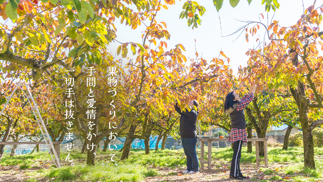 富有柿 12～16玉（茨城県共通返礼品：かすみがうら市） 【2026年11月中旬発送開始】 柿 かき 富有カキ ( 1箱 ) 果物 フルーツ くだもの カキ 富有かき 秋 旬 発送 産地直送 農家直送 産直 茨城県 [FF003sa]