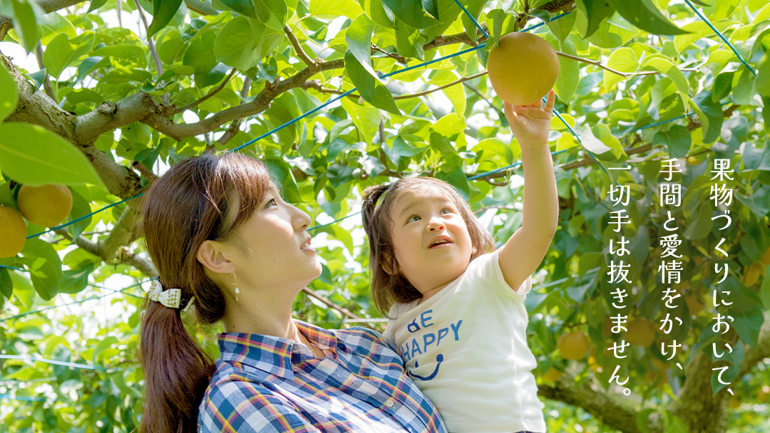 豊水 約5kg（茨城県共通返礼品：かすみがうら市） 【2026年9月上旬発送開始】 梨 数量限定 なし ナシ フルーツ 果物 旬 産地直送 [FF004sa]