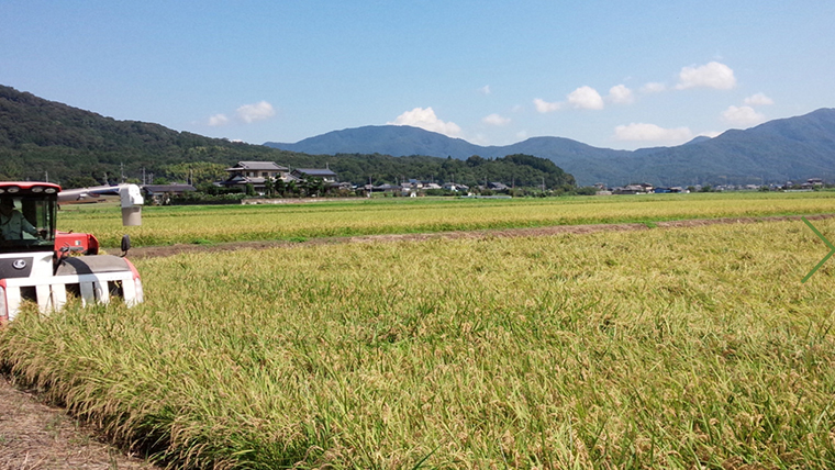 【生産者支援】 《令和7年産 先行予約》茨城県 桜川市産 こしひかり10kg（5kg×2袋） 茨城県産 桜川 米 お米 白米 コメ ごはん 精米 コシヒカリ 国産 限定 銘柄米 [SC050sa]
