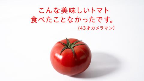 糖度9度以上 トマト 【 2025年収穫分 先行予約 】スーパーフルーツトマト 大箱 約2.6kg×1箱 （20～35玉/1箱）  2025年2月上旬発送開始 フルーツトマト とまと 野菜 [BC001sa]: 桜川市ANAのふるさと納税