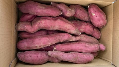 【2025年10月下旬発送開始】桜川産 さつまいも 紅はるか 5kg  茨城県 サツマイモ べにはるか 芋 甘い[SC029sa]