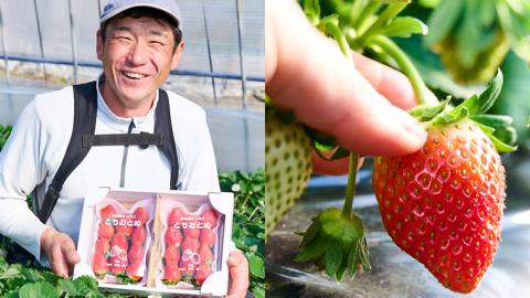 【 2025年1月上旬発送開始 】完熟！ やよいひめ 約280g×2P・とちおとめ 約280g×2P 食べ比べ 国産 いちご イチゴ 苺 果物 フルーツ 茨城県産 KEK [BC008sa]