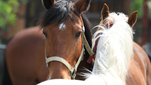 乗馬 レッスン１回 コース（45分） 乗馬 トレッキング 体験チケット アウトドア [DE008sa]